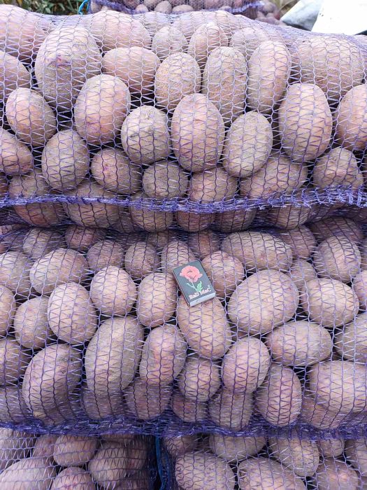 Продам крупну картоплю