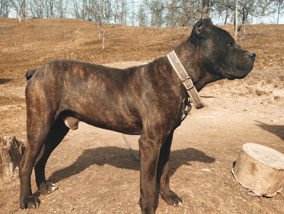 Продам Кане Корсо