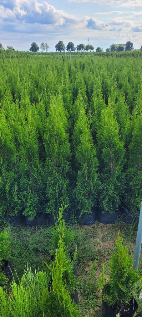 Tuja Smaragd 140 cm dostawa tuje 120 szmaragd 100 brabant 80 elbląg