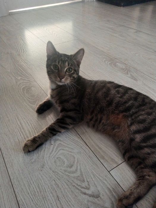 Oddam kocurka 6 miesięcznego