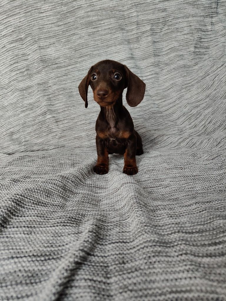 Jamnik miniaturowy krótkowłosy czekoladowy piesek