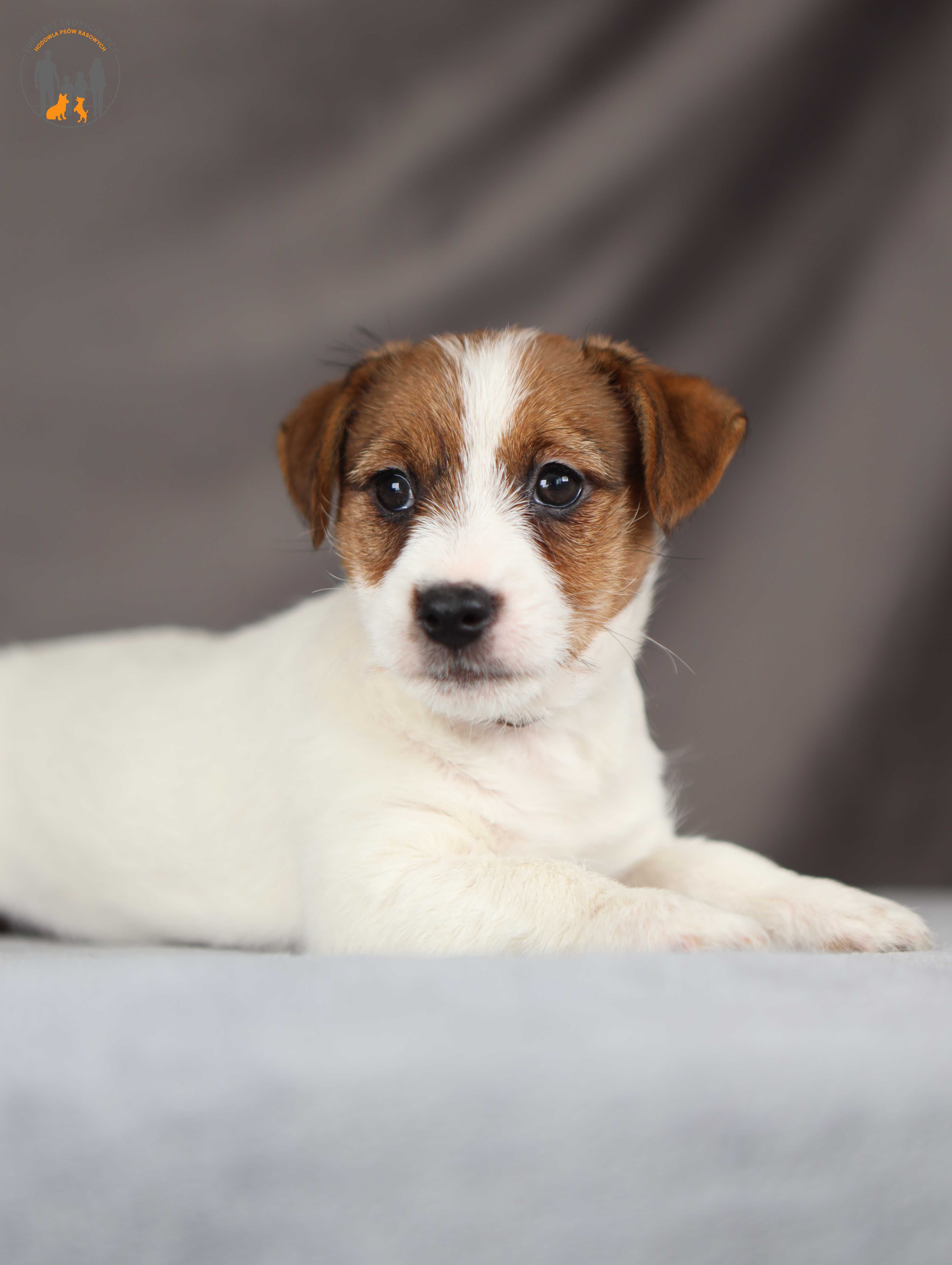Jack Russell Terrier ZKwP FCI po Ch.Pl