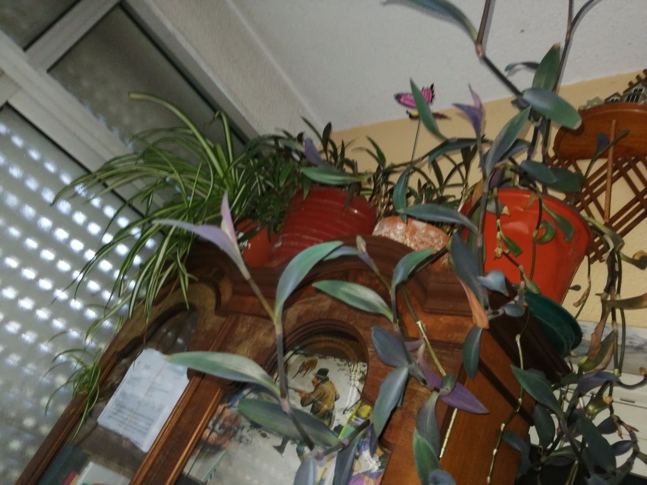 Plantas interior e exterior