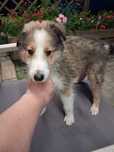 Szczenięta owczarek szkocki collie