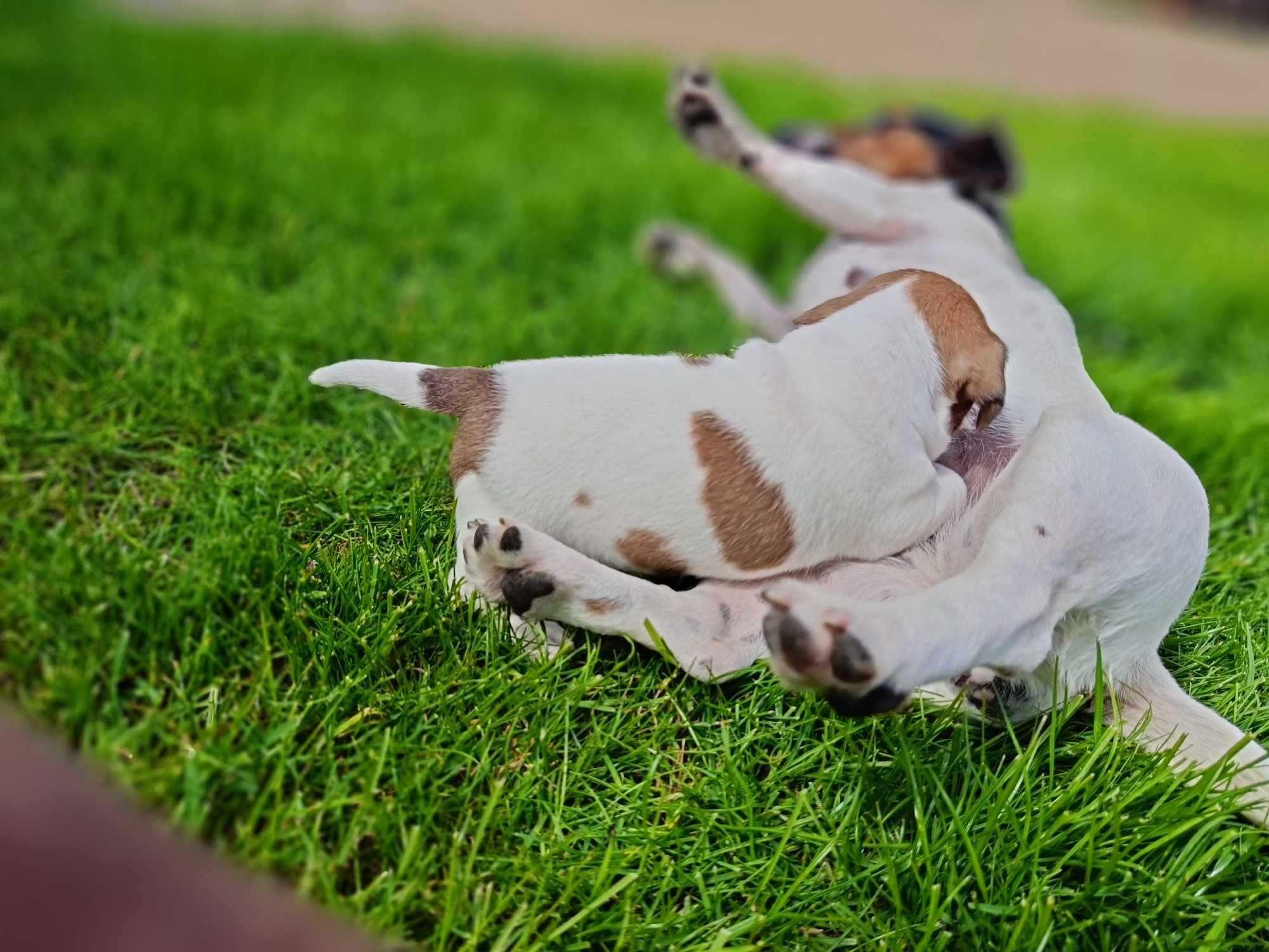 Piesek Jack russell terrier