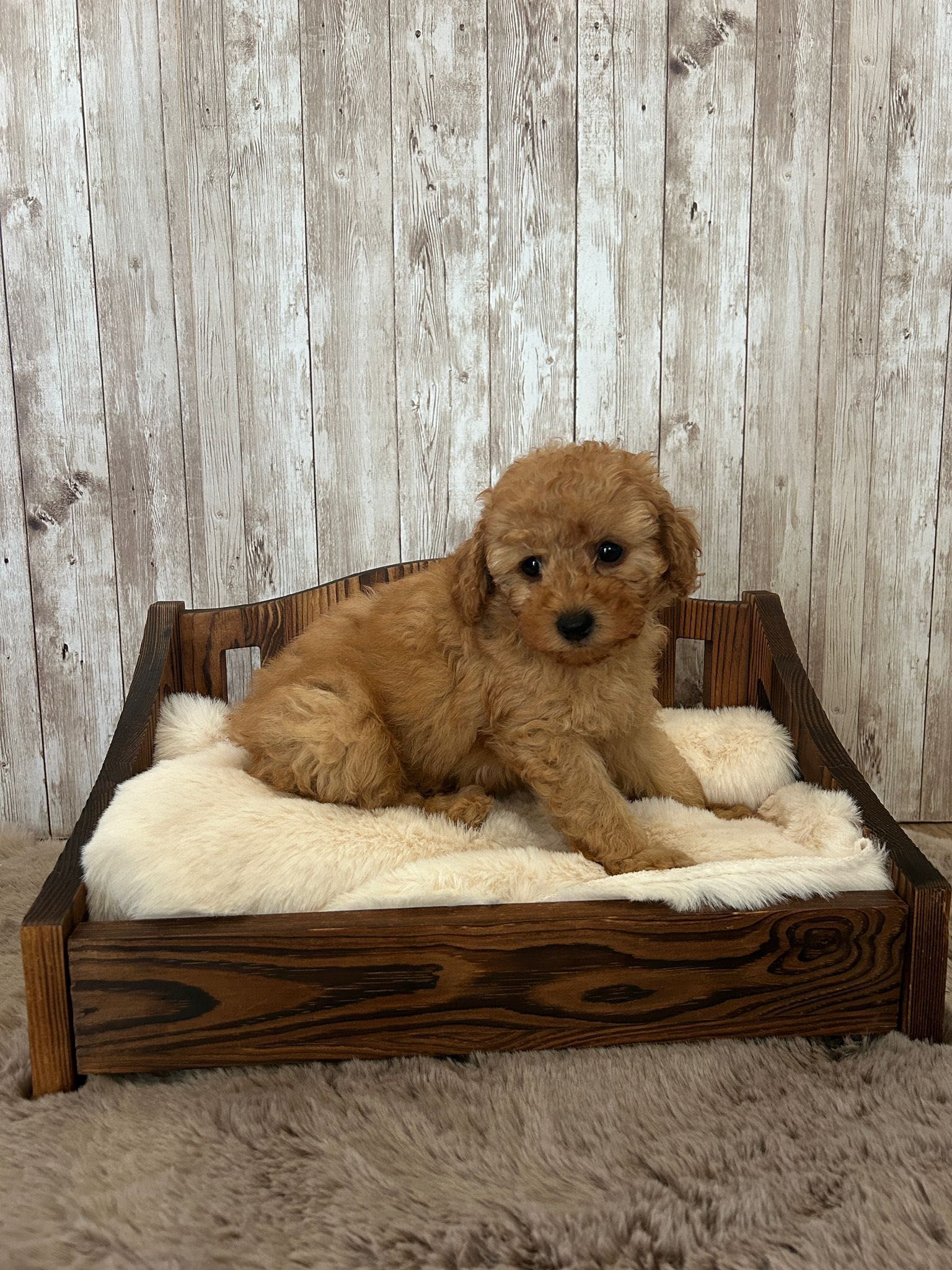 Piesek pudel toy red
