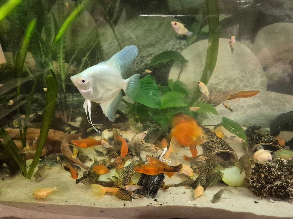 Akwarium panoramiczne 240l wraz z komodą i bogatym życiem