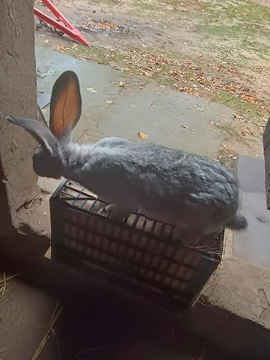 Króliki olbrzym belgijski