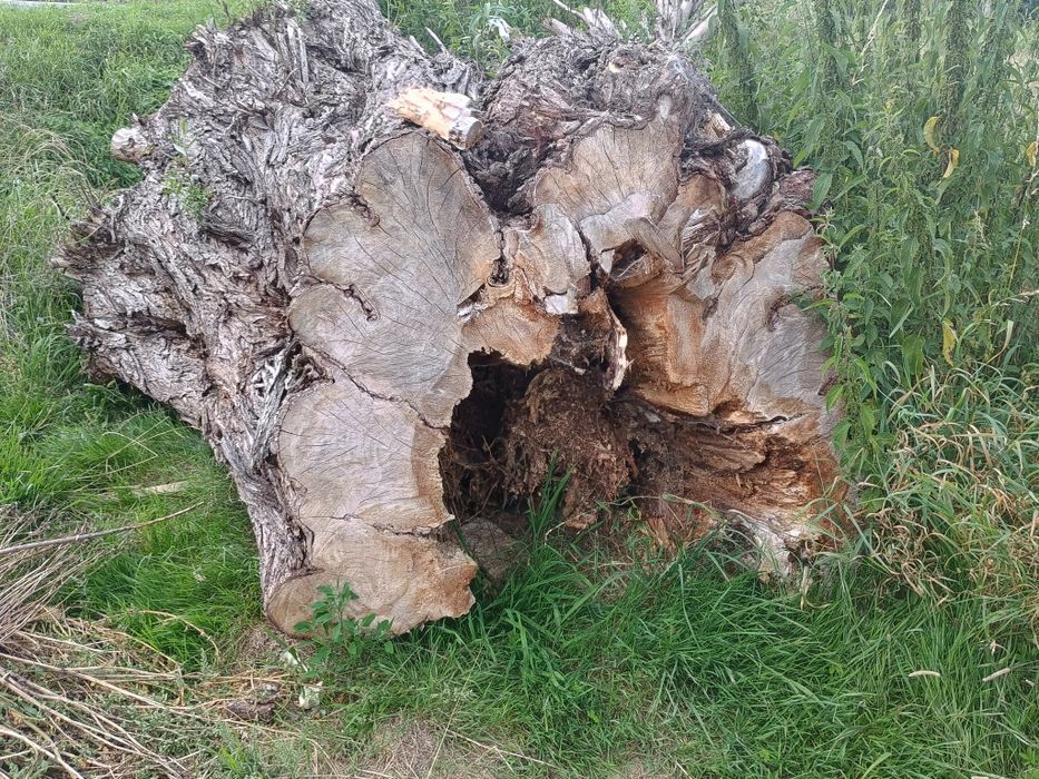 Drewno Wierzba oddam za darmo.