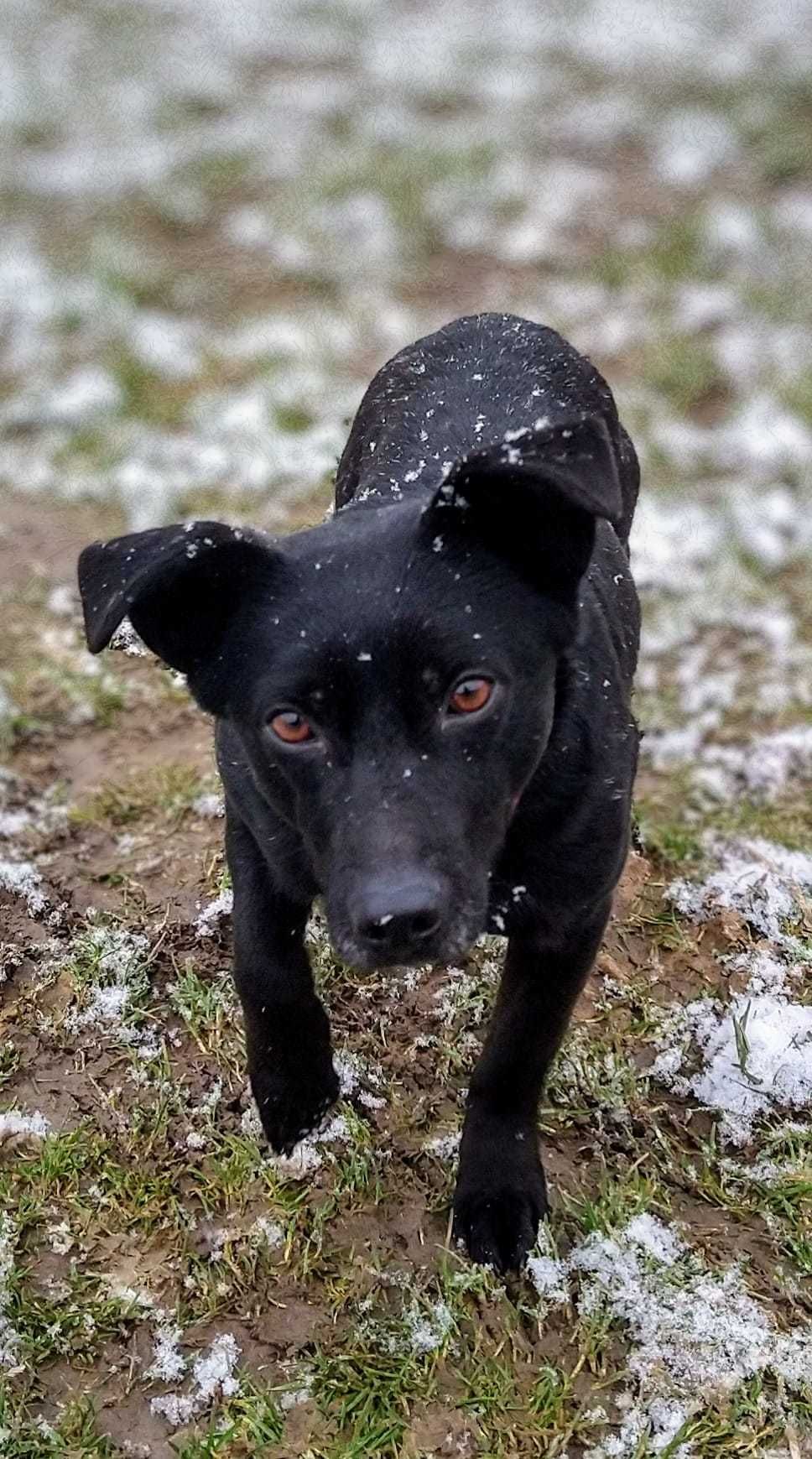 Chojrak - maluch czarny w białe kropki ! do pilnej adopcji !