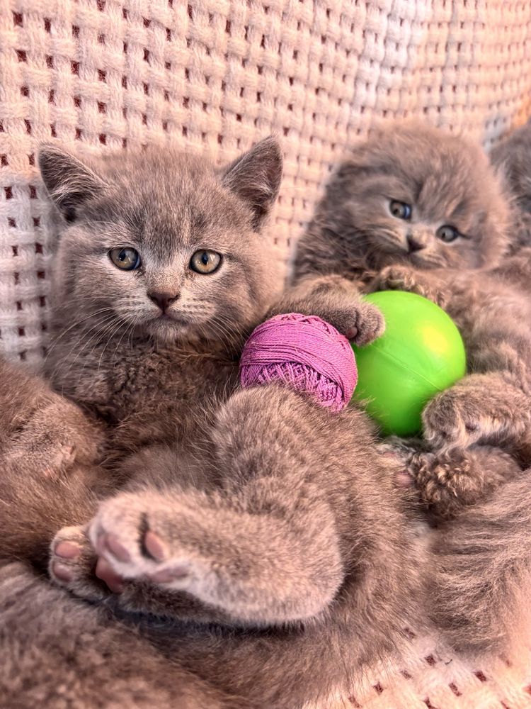 Шотландські кошенята