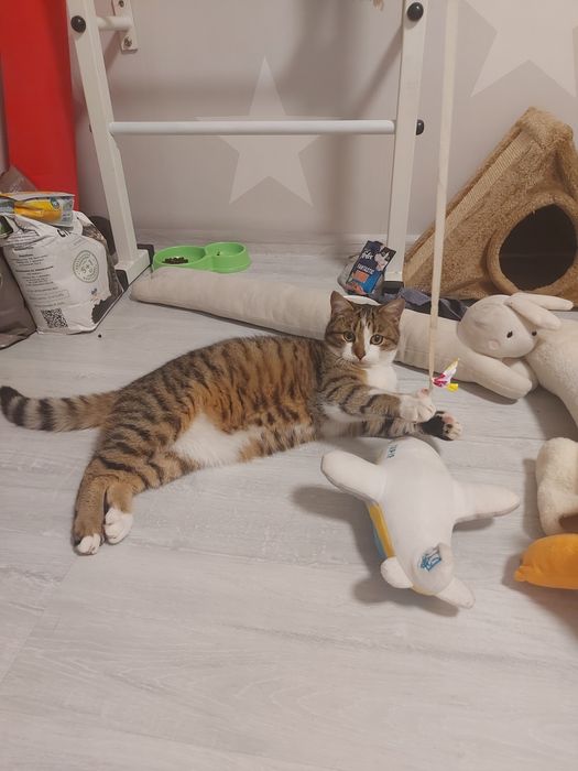 Подарую кошеня. Має вет.паспорт