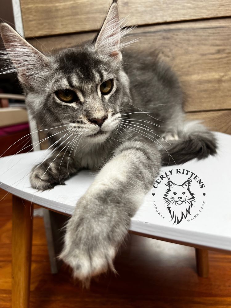 Kotka Maine Coon