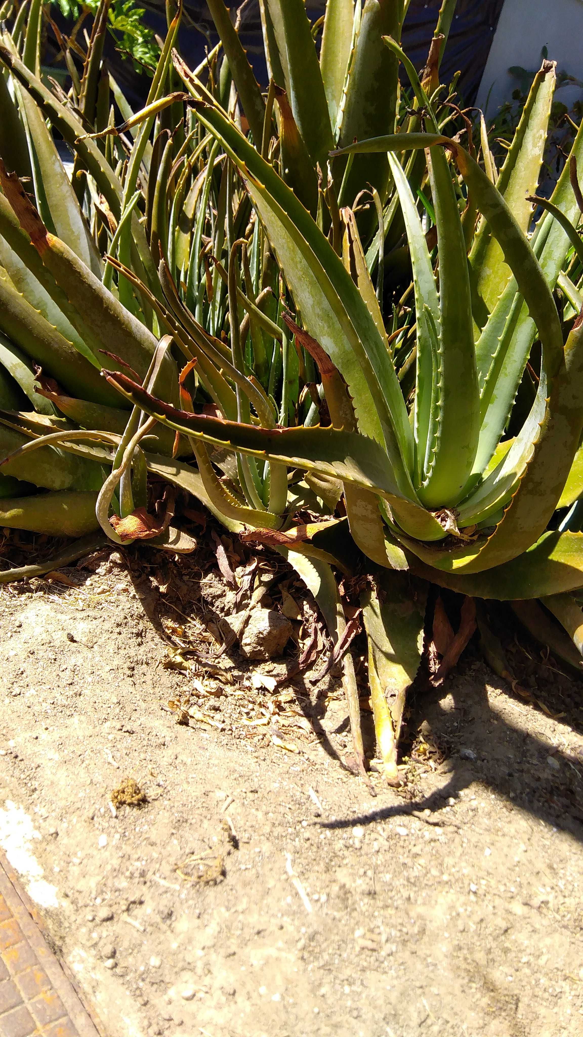 Aloe Vera (babosa)