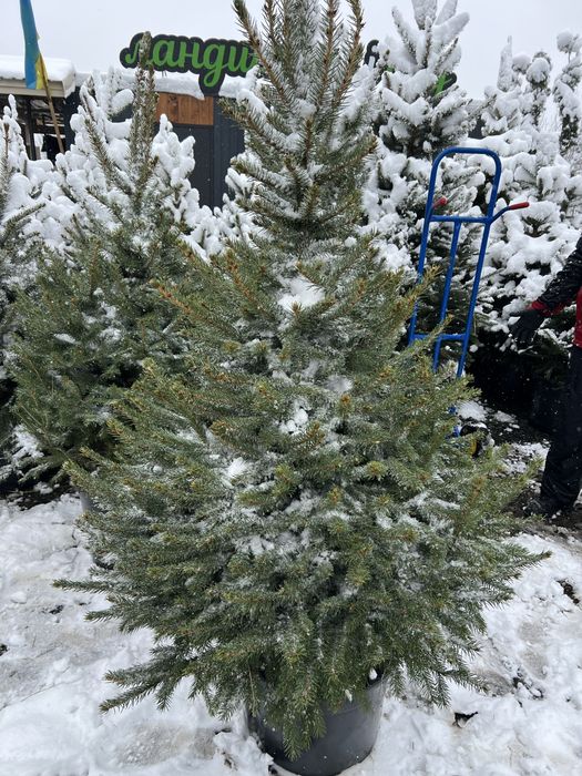 Ялинка у горщику жива ялинки новорічні