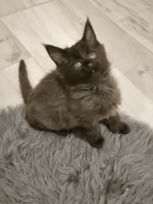 Maine coon ostatni kocurek MCO Maine coon