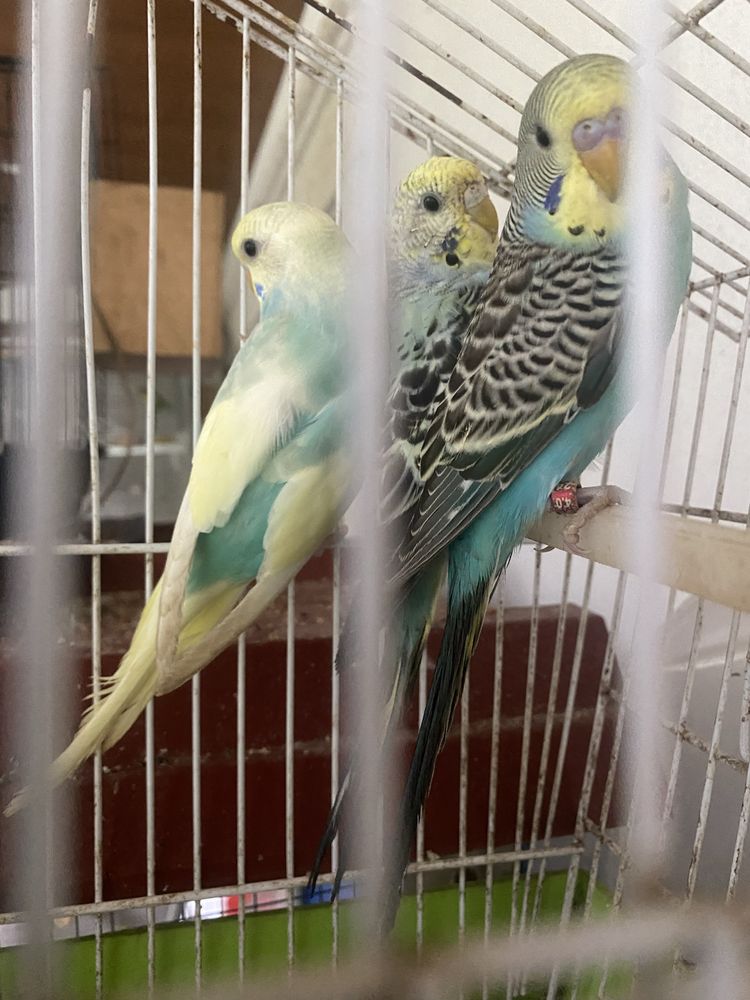 3 Periquitos  para vender