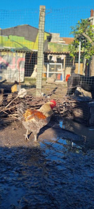 Galos garnizos pombas King