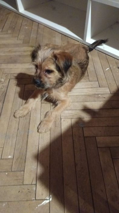 Oddam szczeniaka suczkę