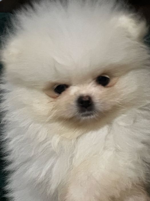 Maleńka sunia Pomeranian