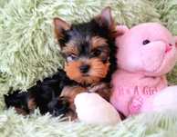 York - Yorkshire terrier - jedyny PRAWDZIWY RODOWÓD ZKwP (FCI)