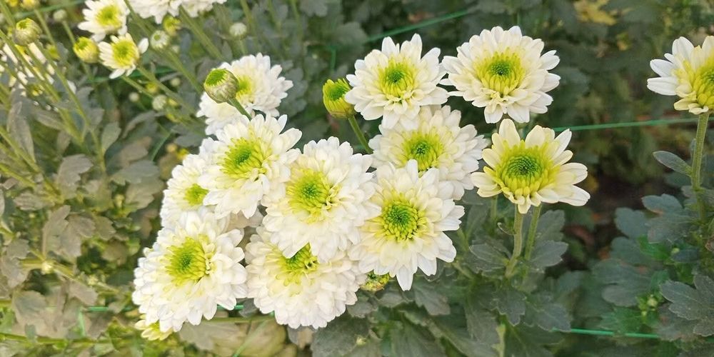 Продам маточник хризантем