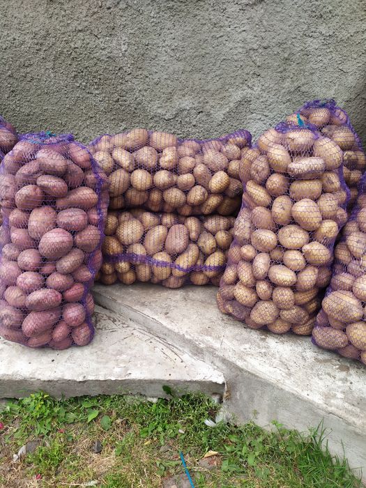 Продам картоплю велику рожеву та білу сорти рівєра бела роса