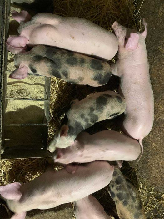 Продам півторамісячних поросят м"ясної породи