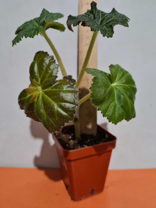 Шотландская клубневая  бегония Оливия