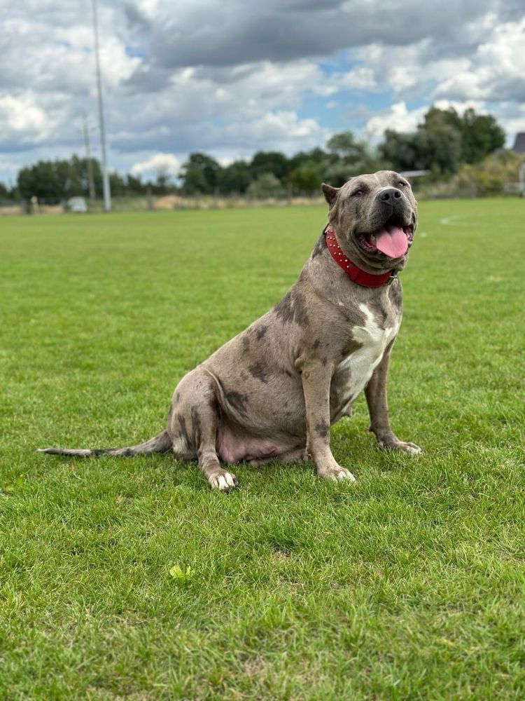 American bully xl suczka