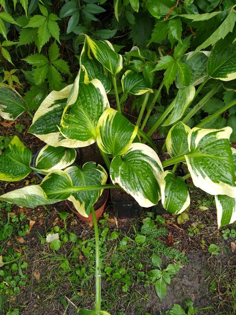 Hosta, funkia, hosty