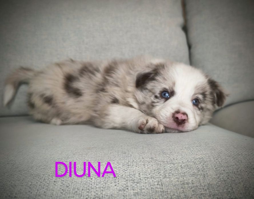 Border Collie Suczka Chocolate Merle BADANIA