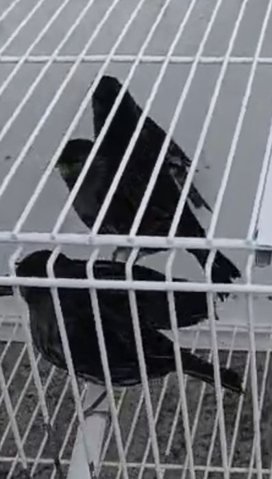 Canários Negros Amarelo Mosaico