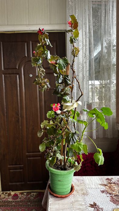 Вазон герані (калачик)