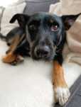 Piesek do adopcji