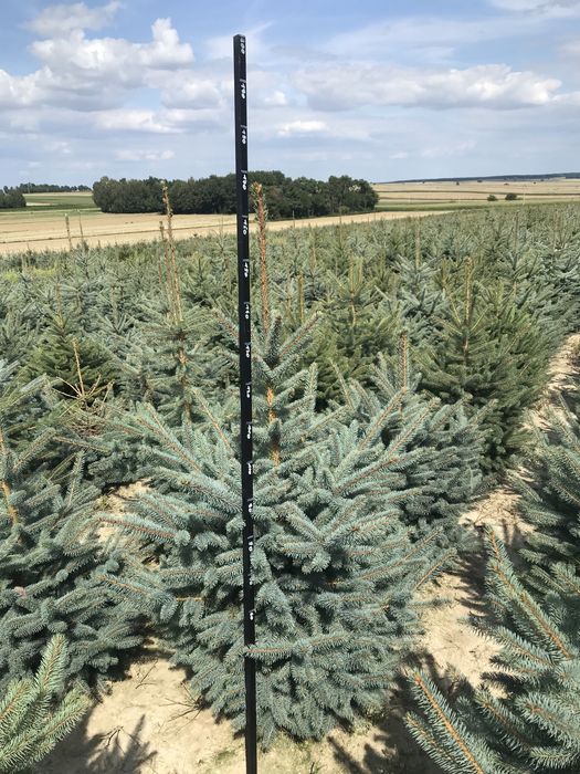 Swierk srebrny 80-160cm CHOINKI