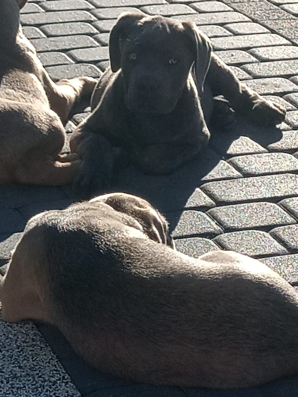 Cane Corso samiec