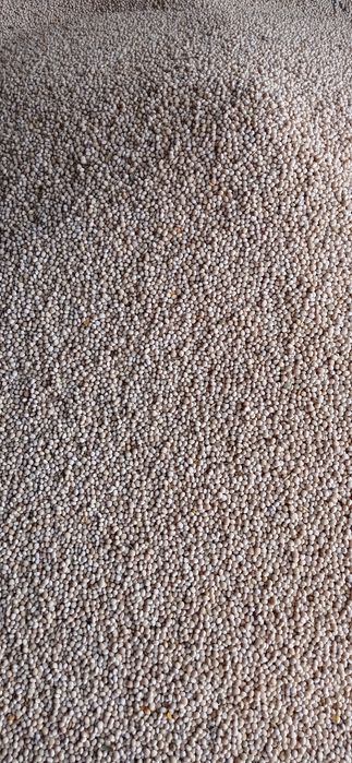 Łubin wąskolistny, słodki "Boregine"