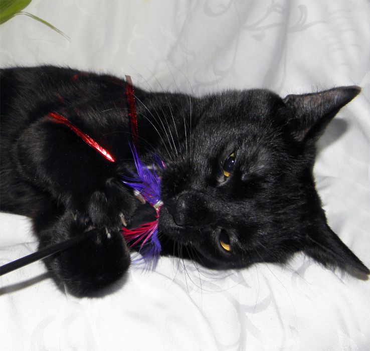 Красивый, добрый молодой черный котик Тайсон, кастрирован, привит