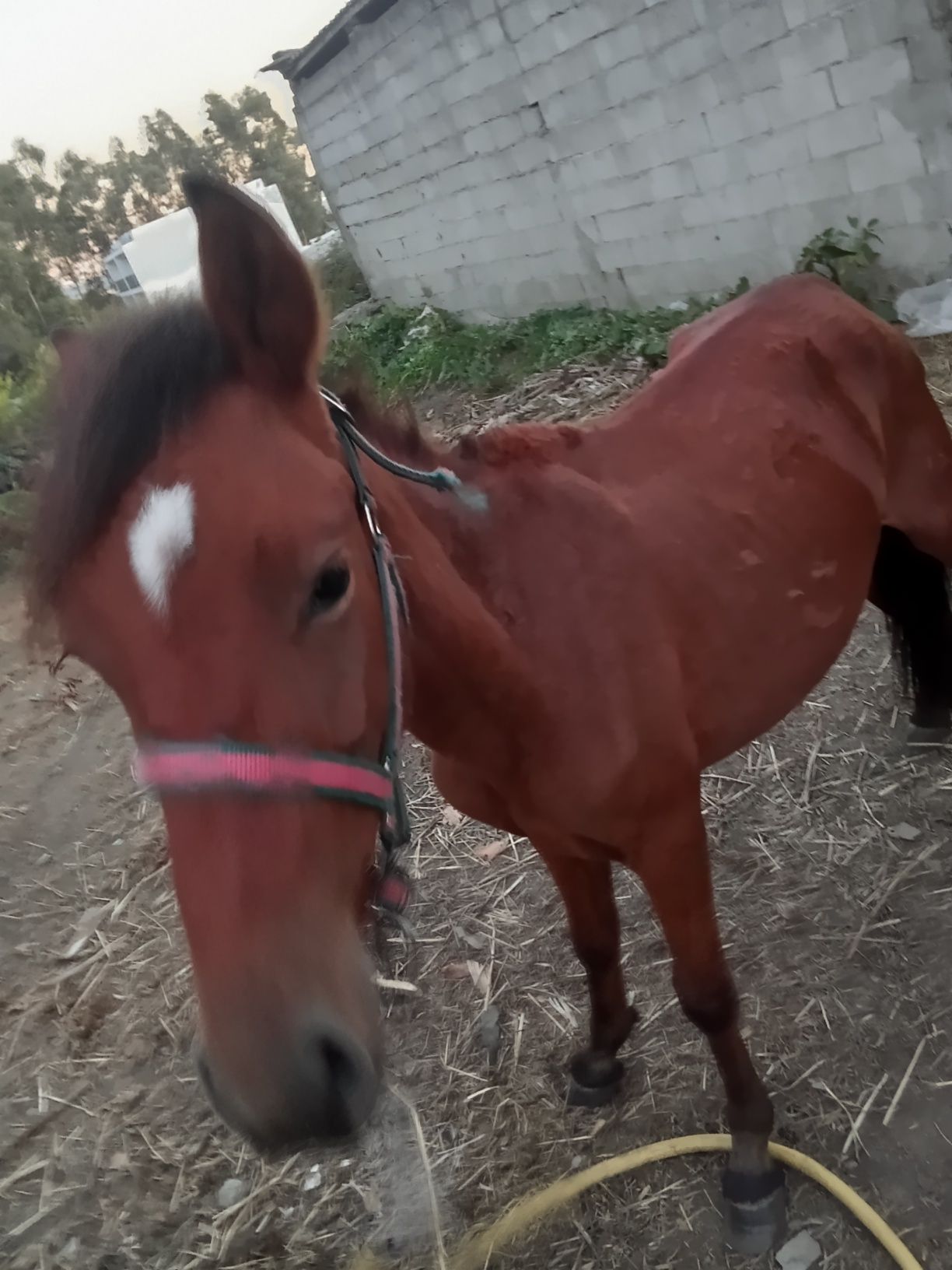 Cavalo com 10 meses
