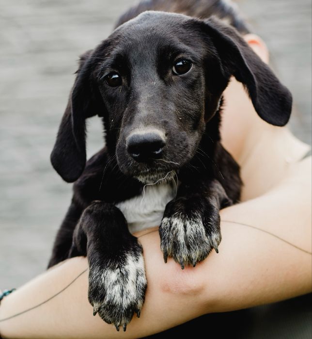 Цуценя Лінда  шукає дім