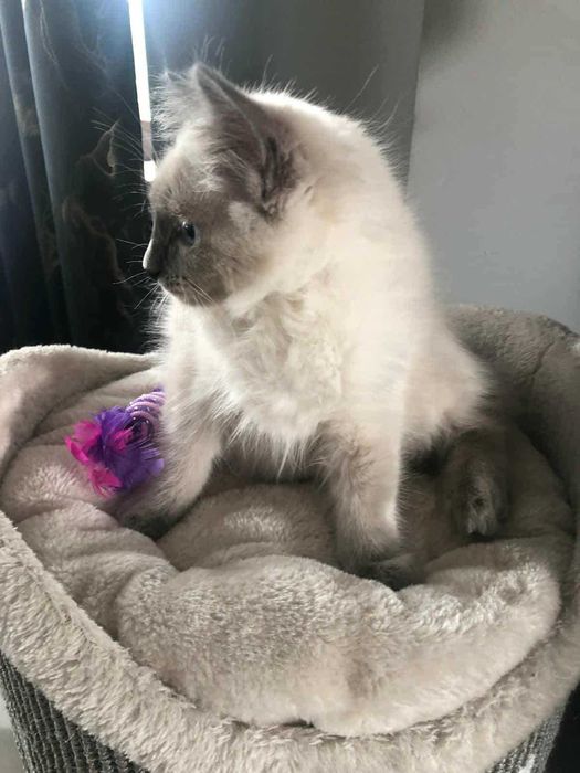 OKAZJA! Kocurek rasy Ragdoll