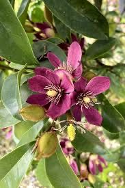Magnolia zimozielona seria Fairy