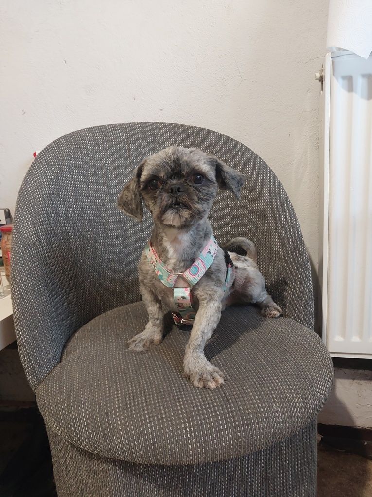 Shih tzu chłopczyk 3 latka