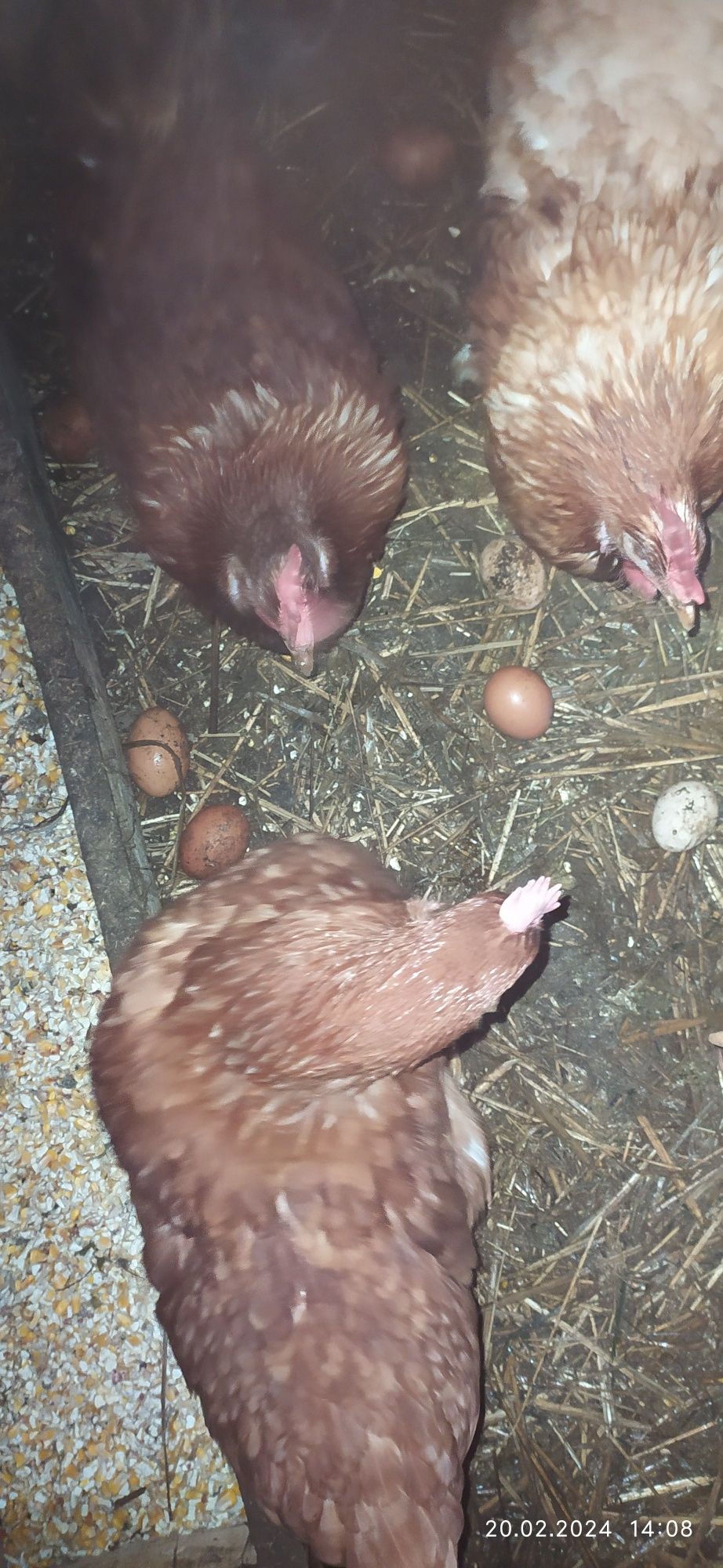 Продам домашніх курей .