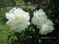 пионы  садовые (саженцы) белый розовый бордовый(кусты)