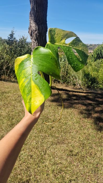 Monstera Aurea Marmorata‼️VENDIDO‼️