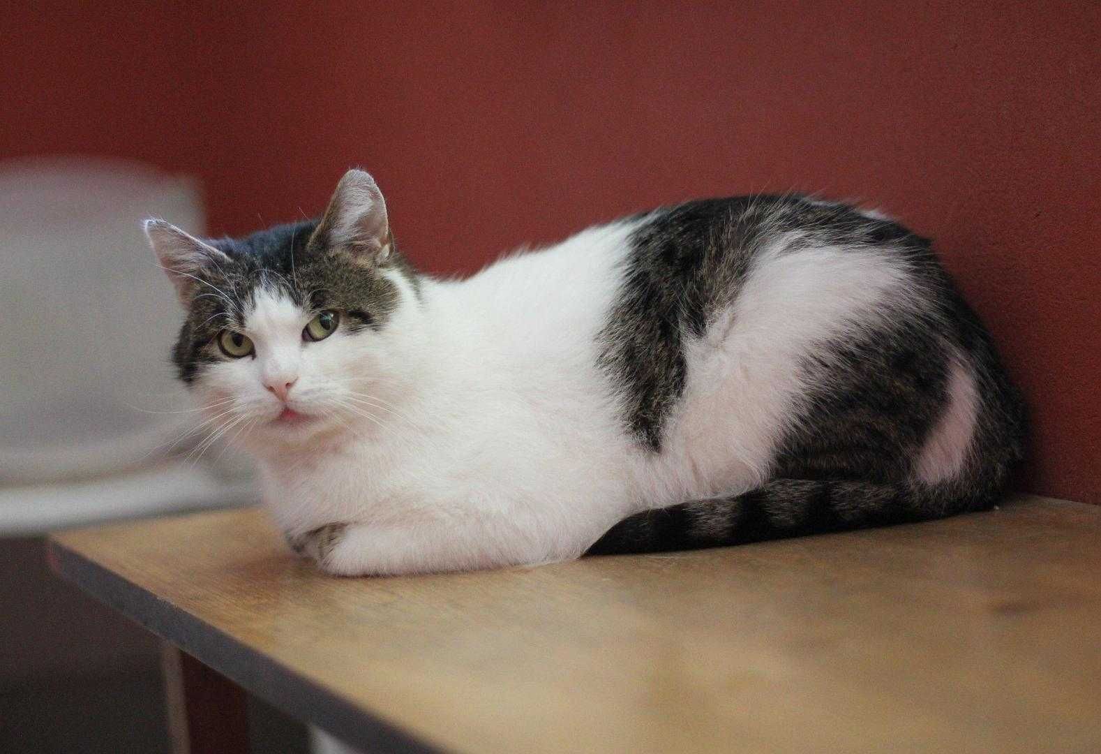Bonifacy,miły kotek do adopcji.