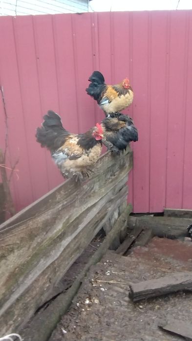 Молоді півні породи"Бентам"(карликові)