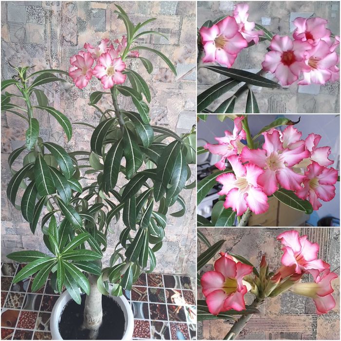 БОЛЬШИЕ - Пальма, Адениум, Гранат на штамбе, Эхинопсис, Хлорофитумы